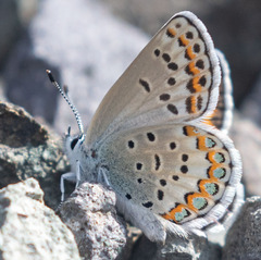 Plebejus fridayi