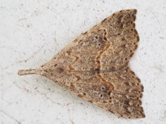 Trigonistis asthenopa