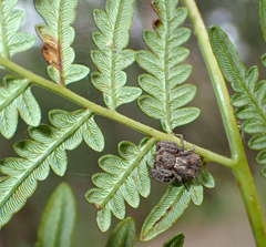 Pteridium esculentum