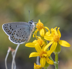 Plebejus fridayi