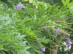 Wisteria