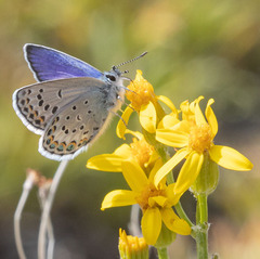 Plebejus fridayi