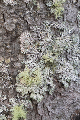 Evernia mesomorpha