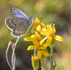 Plebejus fridayi