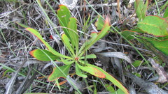 Protea acaulos