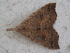 Trigonistis asthenopa