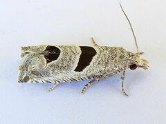 Pelochrista mirosignata