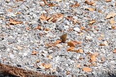 Argynnis paphia