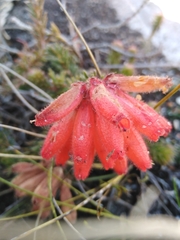 Erica cerinthoides