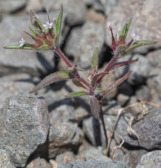 Polemoniaceae