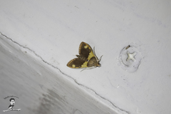 Rehimena phrynealis