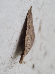 Trigonistis asthenopa