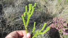 Diosma subulata
