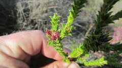 Diosma subulata