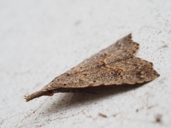 Trigonistis asthenopa