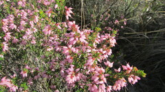 Erica interrupta