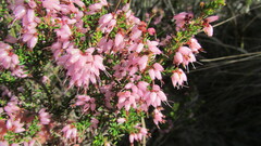 Erica interrupta