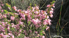 Erica interrupta