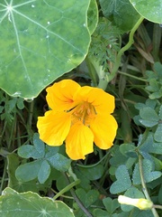 Tropaeolum majus