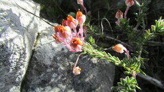 Erica excavata