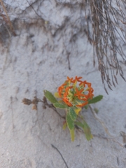 Manulea tomentosa