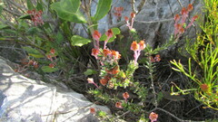 Erica excavata