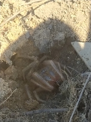 Galeodes araneoides
