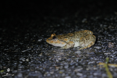 Limnonectes taylori