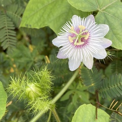 Passiflora foetida