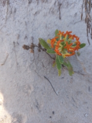 Manulea tomentosa