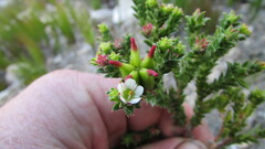Diosma subulata