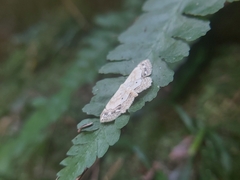 Scopula propinquaria