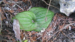 Massonia