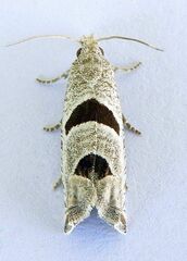 Pelochrista mirosignata