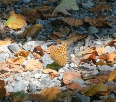 Argynnis paphia