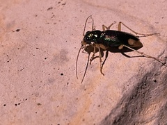 Tetracha carolina