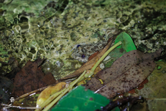 Limnonectes taylori