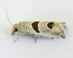 Pelochrista mirosignata