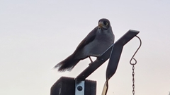 Manorina melanocephala