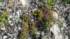 Lampranthus ceriseus