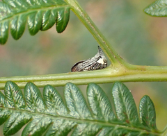 Pteridium esculentum