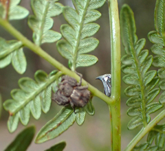 Pteridium esculentum
