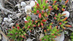 Lampranthus ceriseus