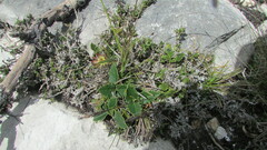 Knowltonia vesicatoria