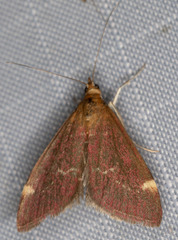Pyrausta grotei