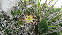 Knowltonia vesicatoria
