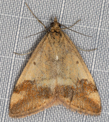 Pyrausta semirubralis