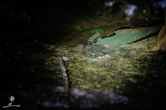 Oligochaeta