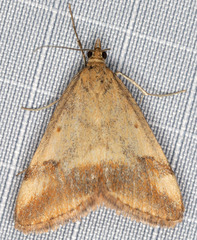 Pyrausta semirubralis