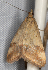 Pyrausta semirubralis